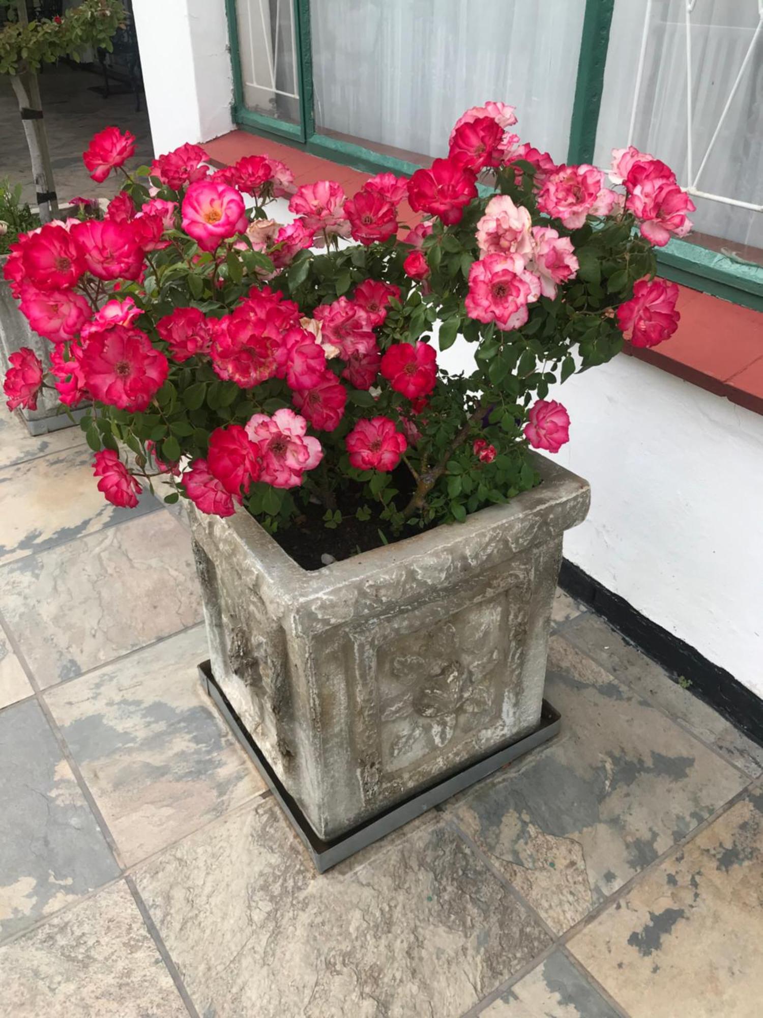 Colesview Guest House كوليزبيرغ المظهر الخارجي الصورة